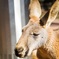 アフリカンサファリ カンガルー