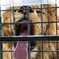 アフリカンサファリ ライオン