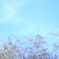 morning moon