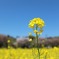 菜の花
