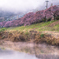 河津桜と川霧