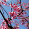 寒緋桜
