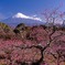 芸実的に咲く