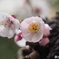 あんずの花