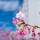 近所の河津桜＾＾￥　お久しぶりです！