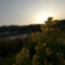なのはな