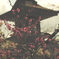 初梅撮り