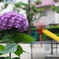 公園に紫陽花