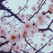 うめの花