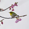 河津桜とめじろん