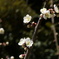 白梅