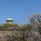 梅林と大阪城