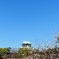 梅林と大阪城