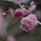洞慶院50
