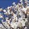ume