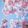 spring for tokyoites 2023