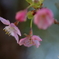 春の花便り①