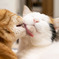猫カフェにて #38