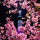 Sakura-Skytree