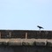 カラスの立ち幅跳び