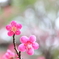 梅まつり