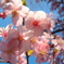 道端に咲く花