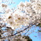 皇居の桜　蜂がいました