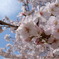 近所の公園で桜