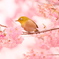 椿寒桜とメジロさん