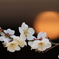 郷土の森