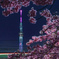 河津桜とスカイツリー