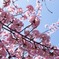 実家の近くの河津桜 其の壱