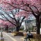 実家の近くの河津桜 其の弐