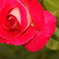 薔薇