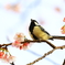 春の唄歌