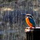 雲形池のカワセミ