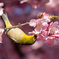 河津桜にメジロ