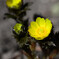 庭の花　福寿草
