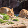 天王寺動物園