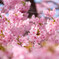 満開の花びら