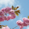 桜と青空