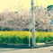 三浦河津桜2019-1