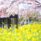 三浦河津桜2019-2
