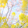 三浦河津桜2019-3