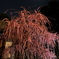 月夜のしだれ梅
