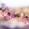 河津桜