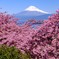パステル色の春