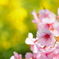 河津桜と菜の花