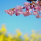 河津桜と菜の花