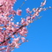 河津桜と菜の花